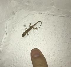 Hemidactylus mabouia