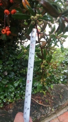 Pyracantha angustifolia