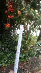 Pyracantha angustifolia