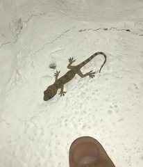 Hemidactylus mabouia