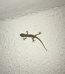 Hemidactylus mabouia