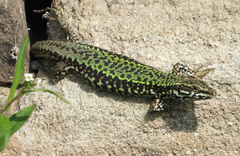 Podarcis muralis nigriventris