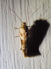 Scythris trivinctella