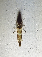 Scythris trivinctella