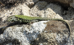 Podarcis muralis nigriventris
