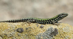 Podarcis muralis nigriventris