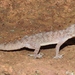 Hemidactylus brookii - Photo (c) Dr. Raju Kasambe,  זכויות יוצרים חלקיות (CC BY-SA)