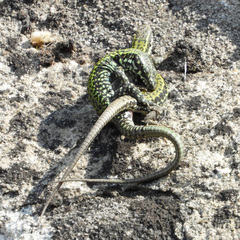 Podarcis muralis nigriventris