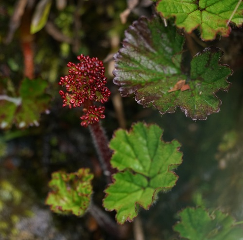 Gunnera magellanica (Gunnera magellanica)