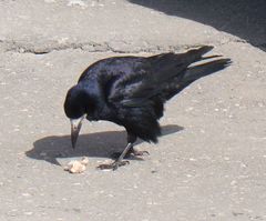 Corvus frugilegus