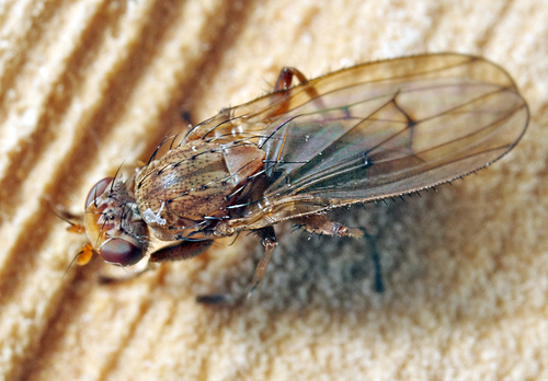 Suillia flavifrons, 2011-04-15