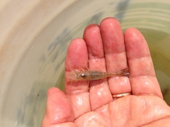 Crangon septemspinosa