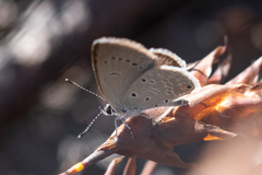 Eicochrysops messapus messapus