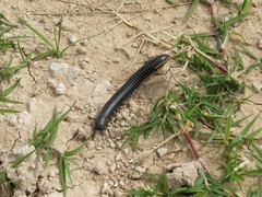 Orthoporus