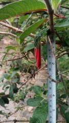 Fuchsia boliviana