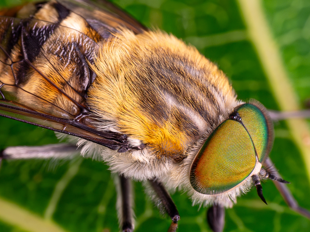 Scaptia patula