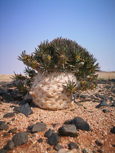 Euphorbia melanohydrata