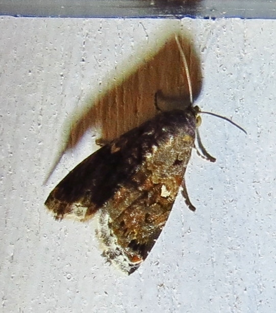 Luxurious Tripudia Moth