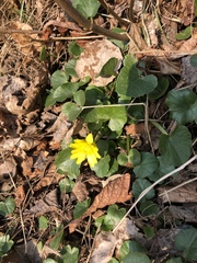 Ficaria verna