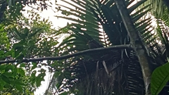 Chrysophlegma miniaceum