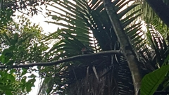 Chrysophlegma miniaceum