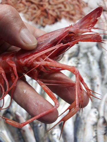 blue and red shrimp