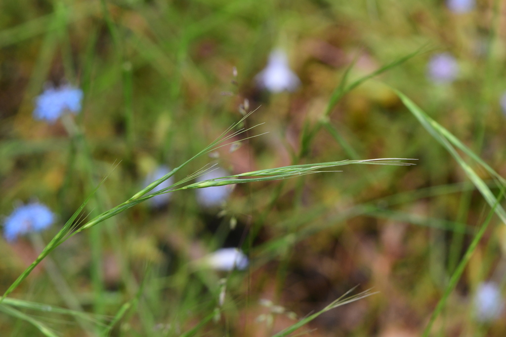 Weeping-grass from Happy Valley VIC 3360, Australia on November 24 ...