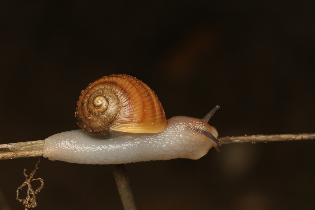Levantine Field Snail