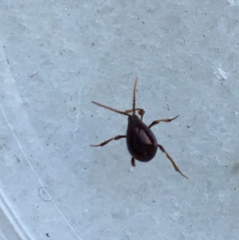 Gibbium aequinoctiale