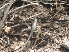 Sceloporus occidentalis