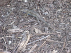 Sceloporus occidentalis