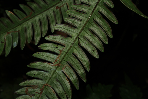 Image of Pteris burtonii by (c) Julien Renoult, some rights reserved (CC BY)