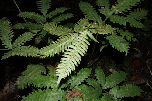 Image of Pteris burtonii by (c) Julien Renoult, some rights reserved (CC BY)