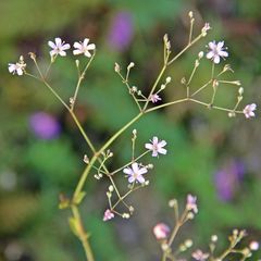 Gypsophila pacifica