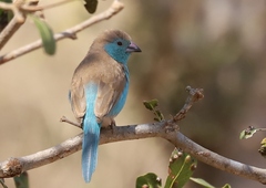 Blue Waxbill photo 3