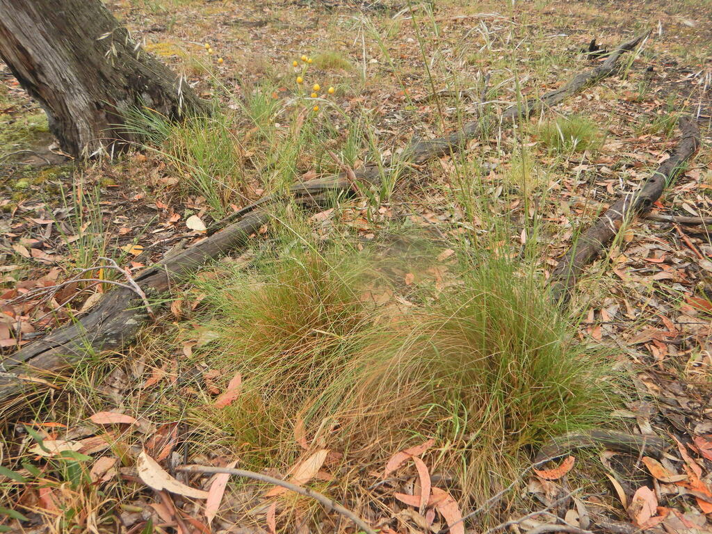 red-anther wallaby grass from Happy Valley VIC 3360, Australia on ...