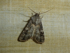 Agrotis catalaunensis