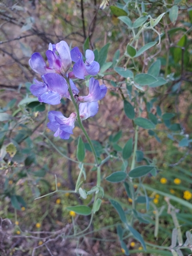 Image of Lathyrus pubescens by (c) Roderick Cameron, some rights reserved (CC BY)