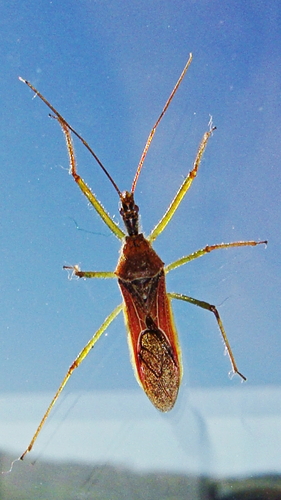 Leafhopper assassin bug