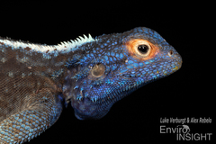 Southern Rock Agama photo 5