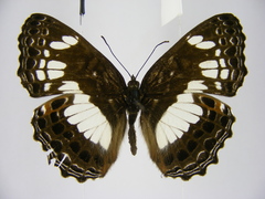 Neptidopsis ophione nucleata