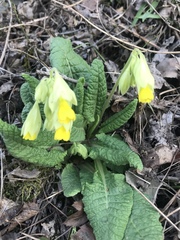 Primula veris macrocalyx