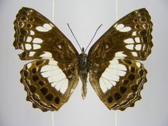 Neptidopsis ophione nucleata