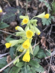Primula veris macrocalyx