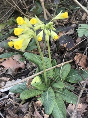 Primula veris macrocalyx