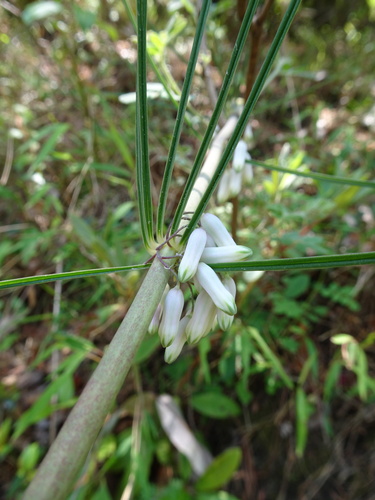Polygonatum cirrhifolium, 2019-05-17