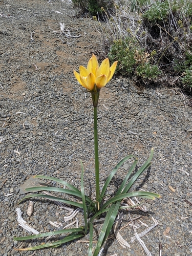 Zephyranthes araucana, photograph 1