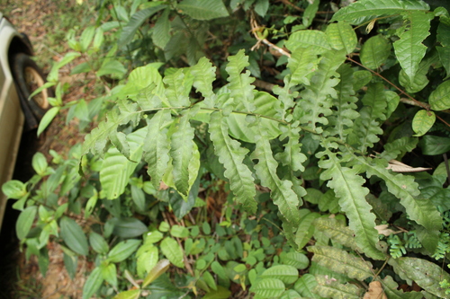Blotiella currorii (Blotiella currorii)