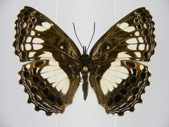 Neptidopsis ophione nucleata