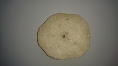 Clypeaster humilis